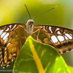 Brown Clipper (Parthenos sylvia philippensis)