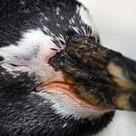 Humboldt Penguins (Spheniscus humboldti)