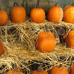 Pumpkin Row