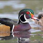 Wood Duck (male)