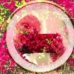 Appreciating Bourgainvillea