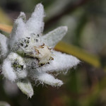 Leontopodium alpinum (Edelweiss)