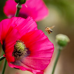 Poppy Pollen
