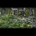 Snow In The Rainforest || MOUNT WILSON