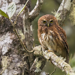 Glaucidium jardinii - Andean Pygmy-Owl - Mochuelo Andino - Buhito Andino 01