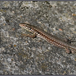 Common wall lizard / L&eacute;zard des murailles