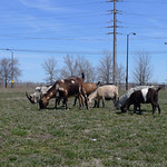 Millgate herd