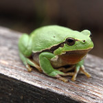 Une rainette dans le jardin