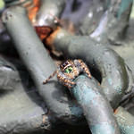 Creepy Crawler (One)