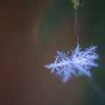 Catching snowflakes 2