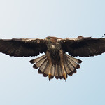 Bonelli's Eagle