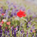 The poppy opens her scarlet purse of dreams.