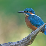 JWV_ Common kingfisher male