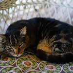 Sony RX1, A User Report