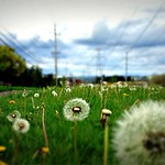 Dandelion Field