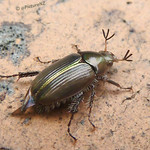 Trying to listen to the Beatles on the radio