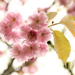 Cherry Blossoms