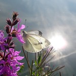 "The sunny side of life"!