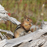 Cascade Golden-mantled Ground Squirrel (Callospermophilus saturatus)