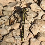 Phanogomphus graslinellus, Pronghorn Clubtail
