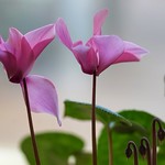 A pair of pink cyclamen