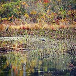 Heron, Dreaming 10/04/16