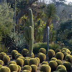 Cacti