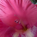 Pink Gladioli Flower !