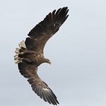 Haliaeetus albicilla, White-tailed Eagle, Zeearend