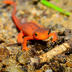 Red Eft
