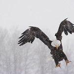 Bald Eagle (Haliaeetus leucocephalus )