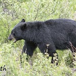 Ours noir - Black bear