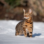 Nala playing in the Snow