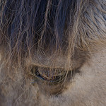 wild wild west horse