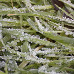 Frozen Gras