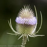 Card&egrave;re - Fuller's Teasel