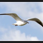 BLACK HEADED GULL IN WINTER PLUMAGE