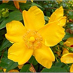 Hypericum Flower ...