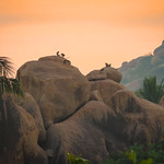 Early Morning with the Monkeys