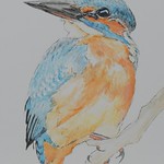 Martin p&ecirc;cheur