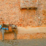 #donkey #hydra #greekisland #Greece