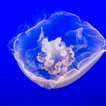 Jellyfish 2
