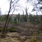 Lodgepole Pine plantation - Pinus contorta
