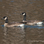 Cackling Geese 9302