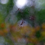 Golden Silk Orb Weaver