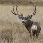 Monster Mule Deer Buck