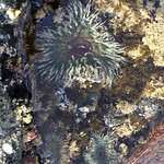 Tide pool