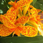 Canna lily