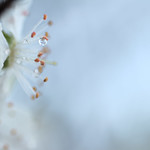 Here comes the white..1