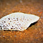 tattered sea shell